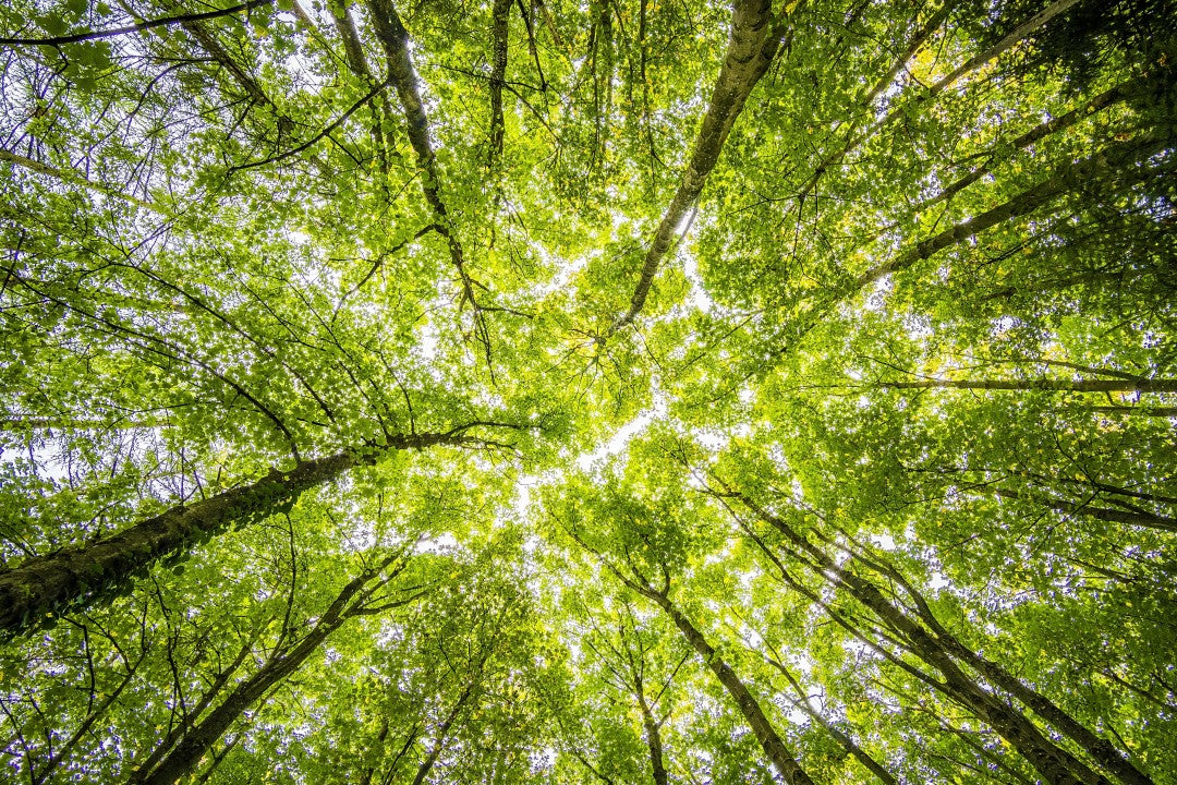 Hoe bomen de CO2-balans herstellen 💪