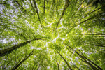 Hoe bomen de CO2-balans herstellen 💪