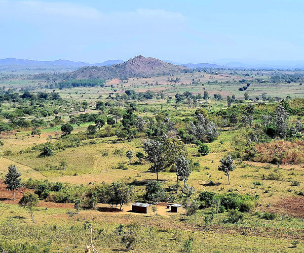 WeForest Update Butiama Hills, Tanzania – Stichting Boes Bos