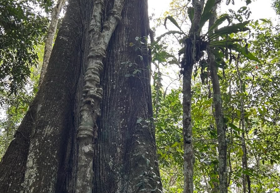 Bomen zijn meer dan alleen natuur