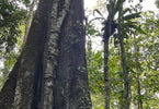 Bomen zijn meer dan alleen natuur