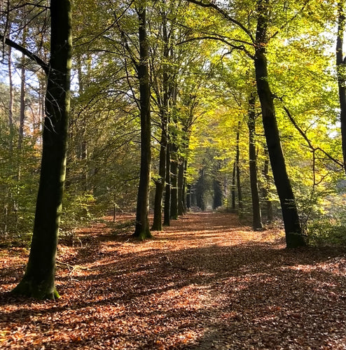 beukenlaan herfst