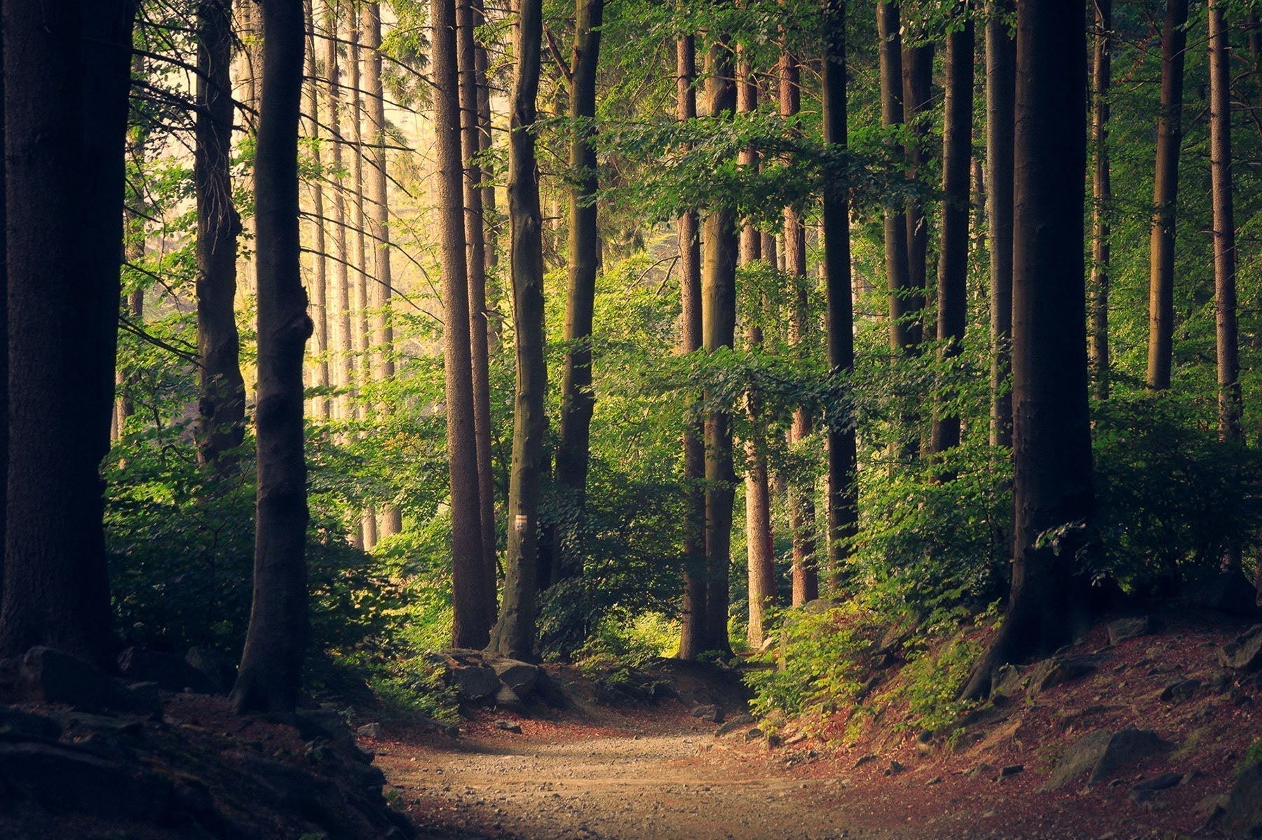 De top 5 Nederlandse bomen én hoe jij ze kunt redden