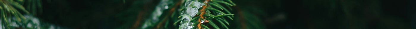 fir, christmas, snow