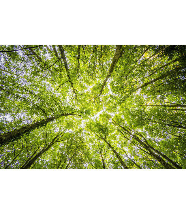Geef een Bosje Bomen cadeau