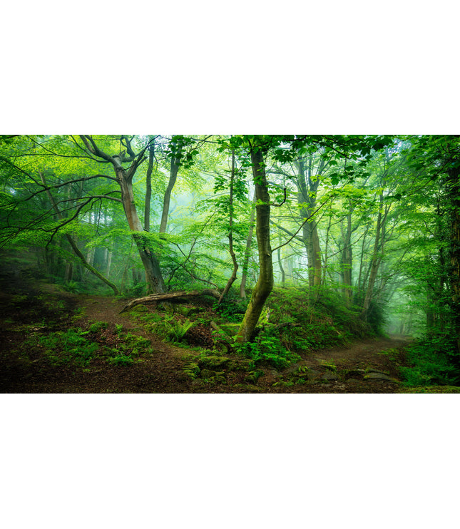 Plant een Bosje Bomen
